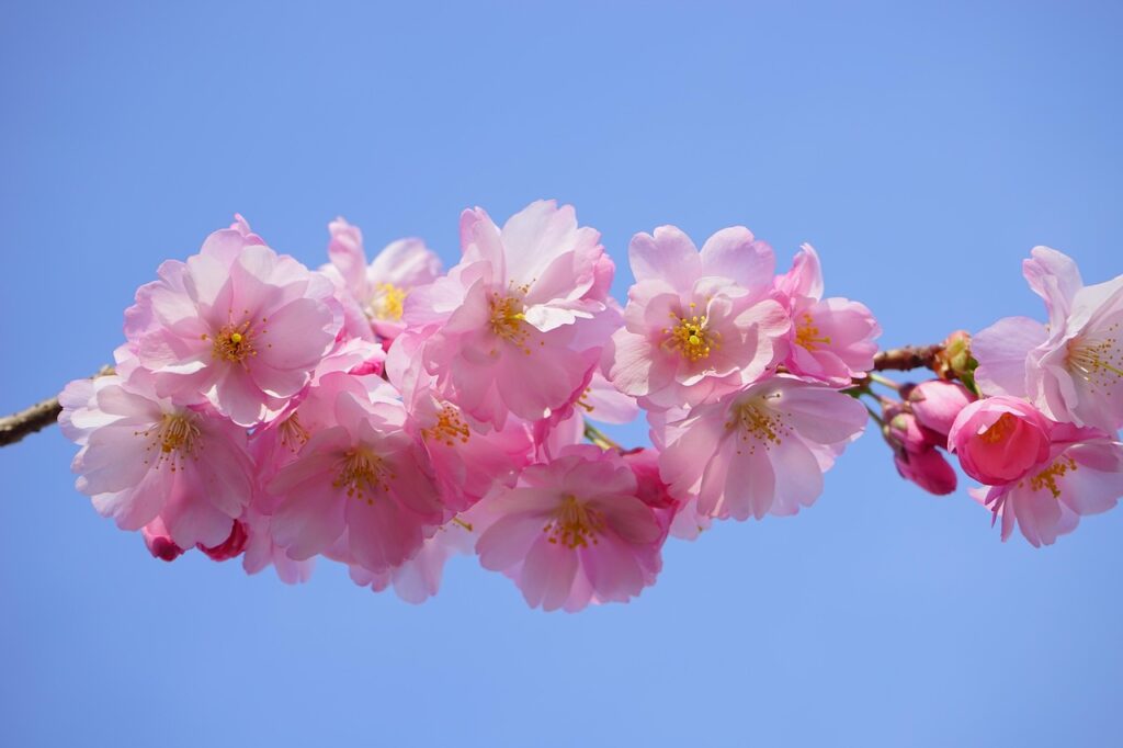 静かな桜の風景（成功の定義を考える時）