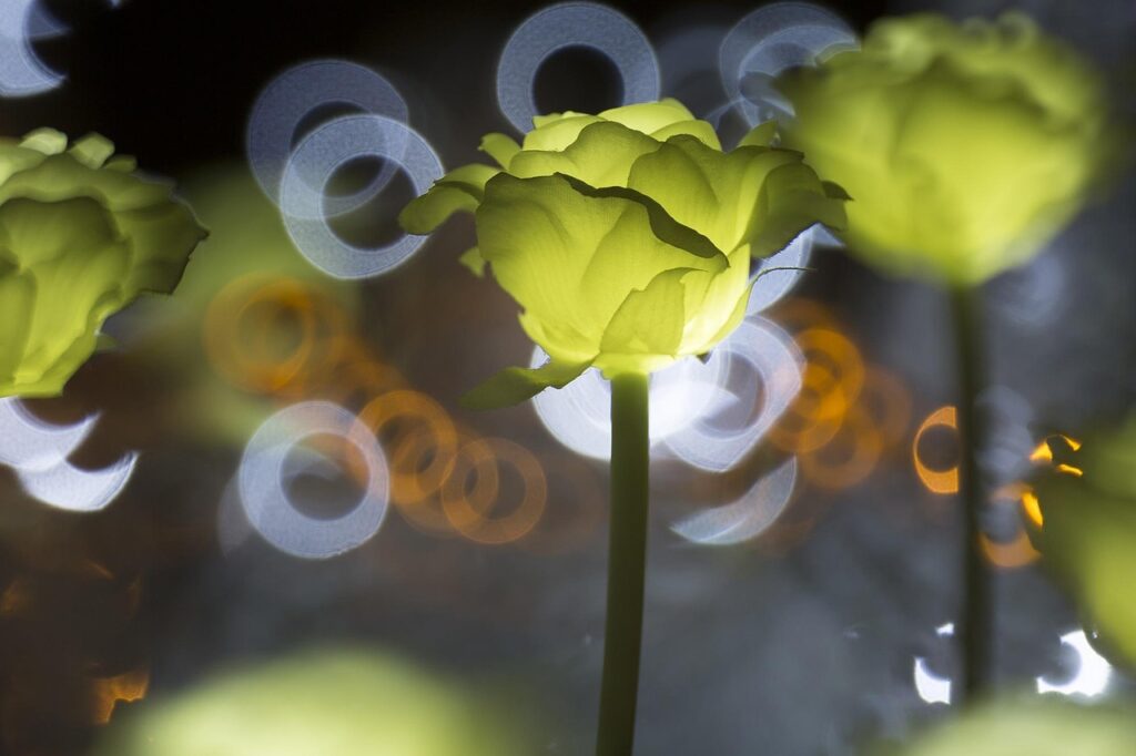 光る花びら　揺れる光のリング（愛について思索する風景）